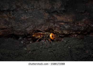 Asian Giant Hornet, Japanese , Closeup Macro