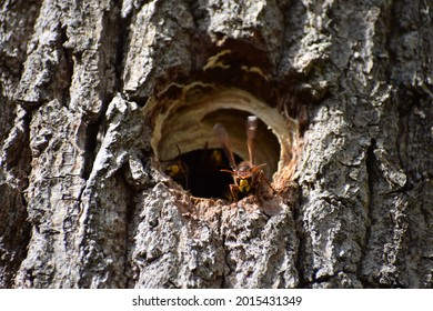 Asian Giant Hornet At The Nest Entrance