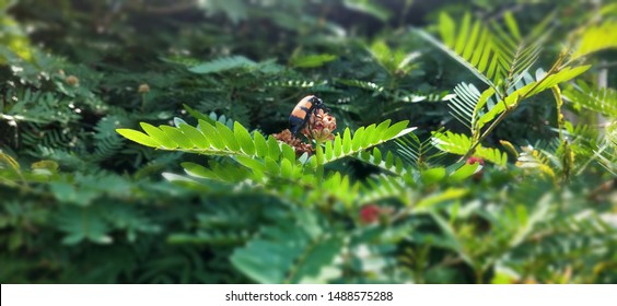 Asian Giant Hornet Setting On The Flower