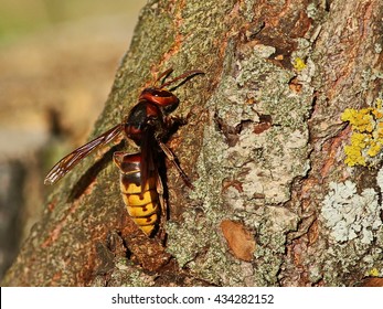 Asian Giant Hornet, Vespa Mandarinia