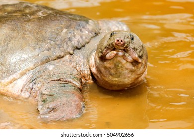 1,892 Softshell Images, Stock Photos & Vectors | Shutterstock