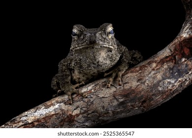 Asian giant toad isolated on black background, Phrynoidis asper on rock, animal close-up - Powered by Shutterstock