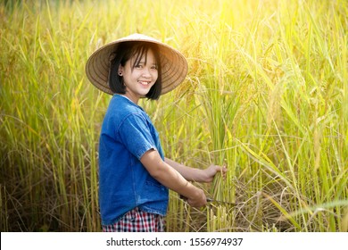 Asian Girl Farmer Harvesting Rice Rice Stock Photo 1556974937 ...