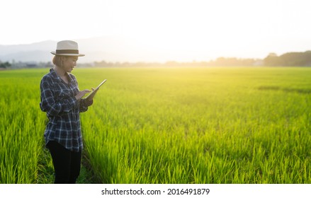 Asian Girl Holding A Tablet Is Checking The Growing Rice Production In His Farm.business Plan