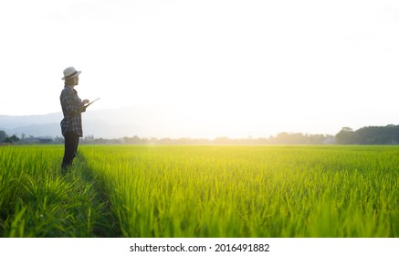 Asian Girl Holding A Tablet Is Checking The Growing Rice Production In His Farm.business Plan