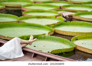 Asian Girl Is Lying Down On The New Vintage Wood Boat On The Lily Lotus Leaf Pond At Outdoor Field.