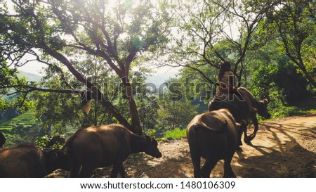 Asian girl riding buffalo with sunset for working