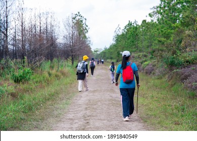 An Asian Girl Walks In A Mixed Forest.