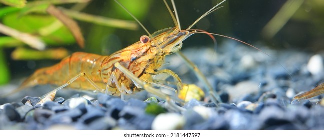 Asian Glass Shrimp Macrobrachium Lanchesteri In Aquarium, Close-up. Zoology, Carcinology, Environmental Protection Theme