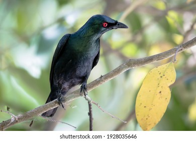 390 Asian glossy starling Images, Stock Photos & Vectors | Shutterstock