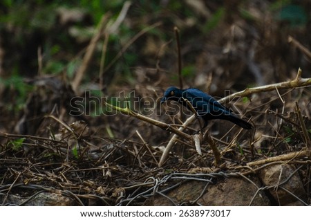 Asian glossy starling with red eyes perched on a twig in dry vegetation