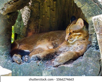 Asian Golden Cat 