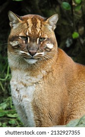 Asian Golden Cat (Catopuma Temminckii); Male Portrait