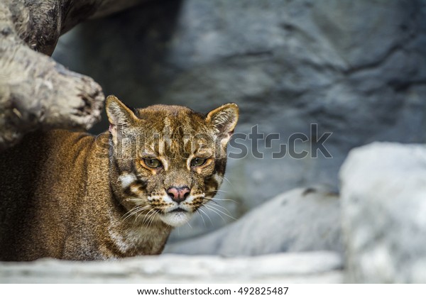 Chat D Or Asiatique Au Zoo De Photo De Stock Modifier Maintenant