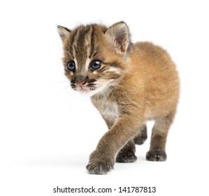 Asian Golden Cat Walking, Pardofelis Temminckii, 4 Weeks Old