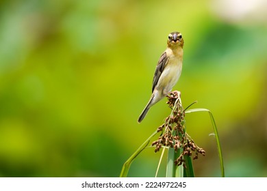 Asian golden weaver bird,Ploceus hypoxanthus (Sparrman,1788)
The female is watching the male bird nesting. for use in breeding and spawning almost in danger of extinction - Powered by Shutterstock