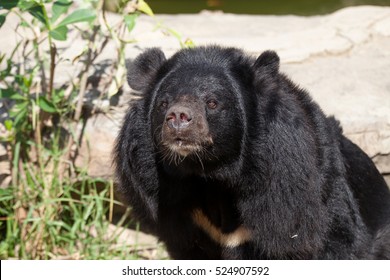 Asian Great Black Bear.