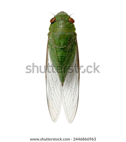 Asian green cicada isolated on white background for entomology and wildlife photography usage