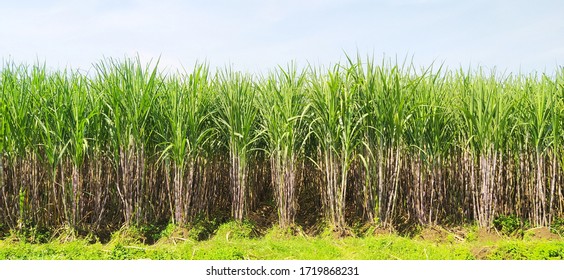 Asian green and fresh Sugar plant field landscape