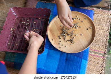 Asian Hands Picking Coffee Beans Removing Hull And Husk In Wooden Tray And Plastic Sift.