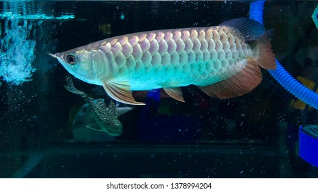 High Back Golden Arowana Images Stock Photos Vectors Shutterstock