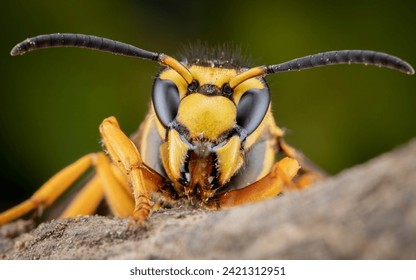 asian hornet up close and personal