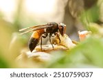 The Asian hornet, also known as the yellow-legged hornet,is a species of hornet indigenous. Vespa Affinis wasp, which has a black body with yellow or orange stripes on its abdomen.