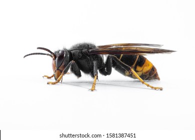 Asian hornet, also known as the yellow-legged hornet (Vespa velutina) on white.