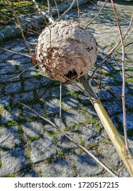 Asian Hornet nest destruction. Intervened nest of Asian hornet or yellow-legged hornet (Vespa velutina nigrithorax Lepeletier) in Nelas, Portugal.