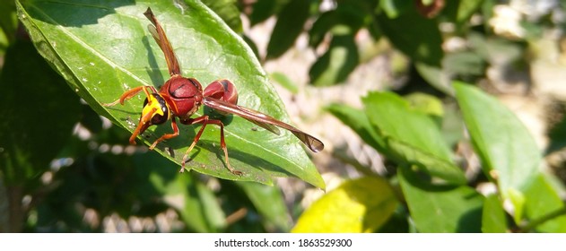 Asian hornet resting over a leaf.  It's a close up picture and can used in wildlife websites and posters.