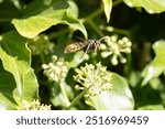 Asian hornet Vespa velutina nigrithorax, an introduced and acclimated species in Europe