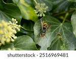 Asian hornet Vespa velutina nigrithorax, an introduced and acclimated species in Europe