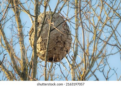 Asian hornet Vespa velutina secondary nest high in a tree