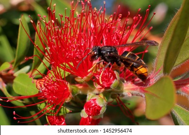 Asian Hornet  Wasp On Red Flower