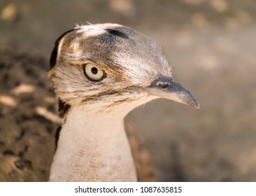 Asian Houbara (Chlamydotis macqueenii) portrait - exotic bird - photo stock