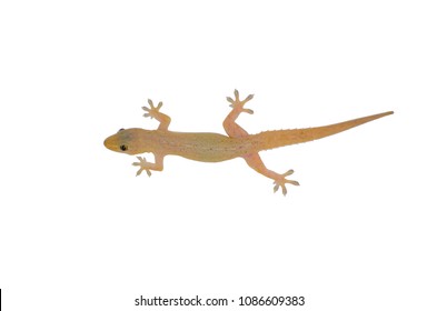 Asian House Gecko (hemidactylus) isolated on white background.