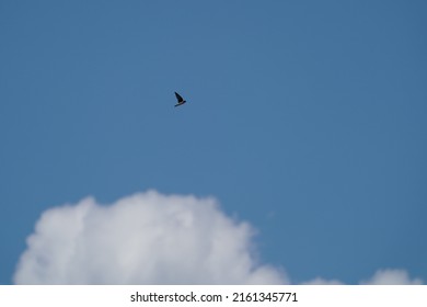 Asian House Martin Flies Summer Sky Stock Photo 2161345771 | Shutterstock