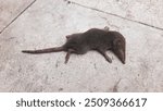 Asian house shrew or Suncus Murinus on the floor