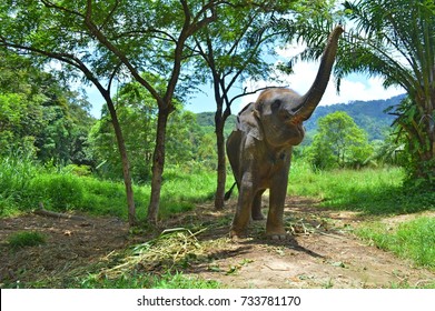 asian, indian, large elephant  greet raised trunk, trumpet up in jungle, park,  forest. standing mammal animal near feed, leaves, sugar cane in national safari, nature reserve, farm. thailand wildlife - Powered by Shutterstock