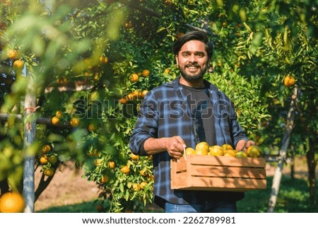 Asian indian man farmer working in organic orange plantation. Happy male farm owner carring wooden box with a lots of orange orchard harvesting agriculture product in farmland