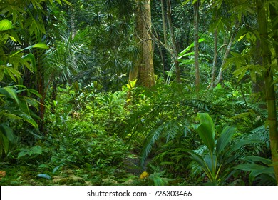 Asian Jungle Stock Photo (Edit Now) 726303466