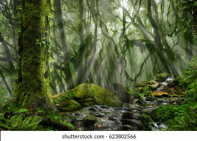 Asian jungle with sun rays