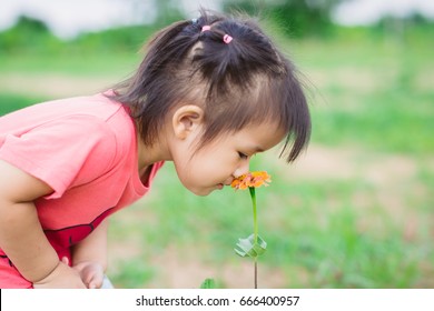 Asian Kid Exploring Natural Environment In The Flower Garden.Outdoor Activity Like Play, Touch And See The Real Things Is The Best For Sensory Learning Method For Baby And Kids.