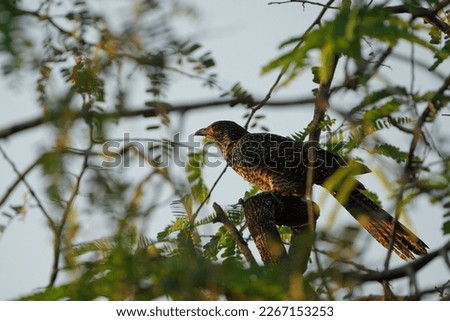 Asian koel, Cuckoo Bird, Female Bird, Beautiful Bird Photography