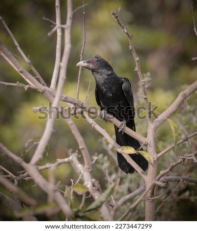  Asian koel (male).Asian koel is a member of the cuckoo order of birds, the Cuculiformes. It is found in the Indian Subcontinent, China, and Southeast Asia. 