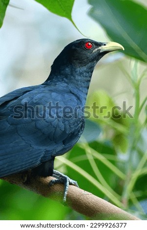 The Asian koel is a member of the cuckoo order of birds, the Cuculiformes