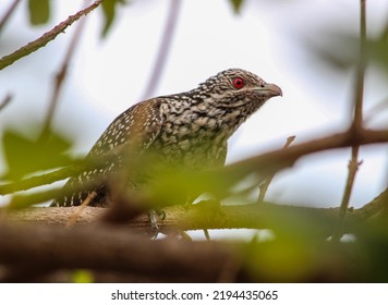 Asian Koel On African Tuliptree