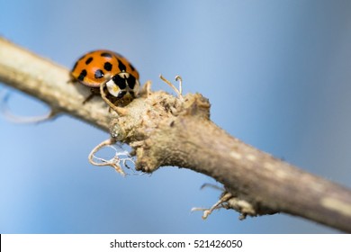 Asian Lady Beetle