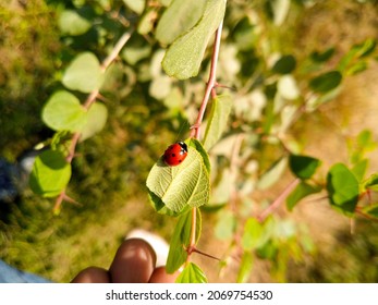 The Asian Lady Beetle. Lady Bug Sitting On Green Leave. Close Up Of Asian Lady Bug. Ladybugs. Seven-spot Ladybird. Delaware Ladybug. Tennessee State Insect. 