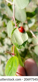 The Asian Lady Beetle. Lady Bug Sitting On Green Leave. Close Up Of Asian Lady Bug. Ladybugs. Seven-spot Ladybird. Delaware Ladybug. Tennessee State Insect. 